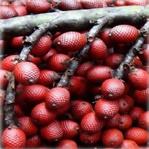 Aguaje (Mauritia flexuosa l.)