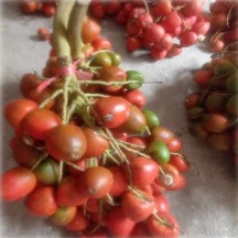 Pijuayo (Bactris gasipaes kunth)