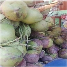Cocos (Cocus nusifera l.)